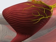 Male Incontinence