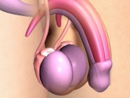 Male Sexual Dysfunction
